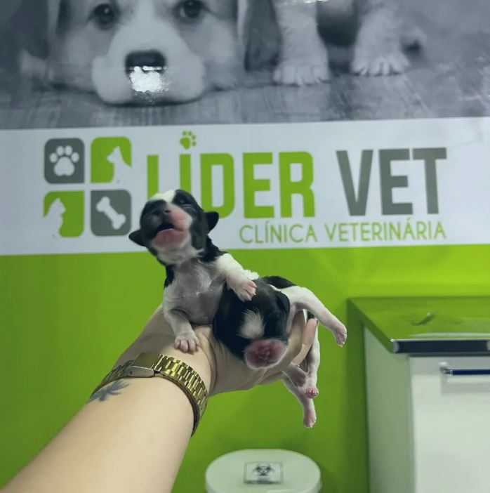 Foto da Galeria