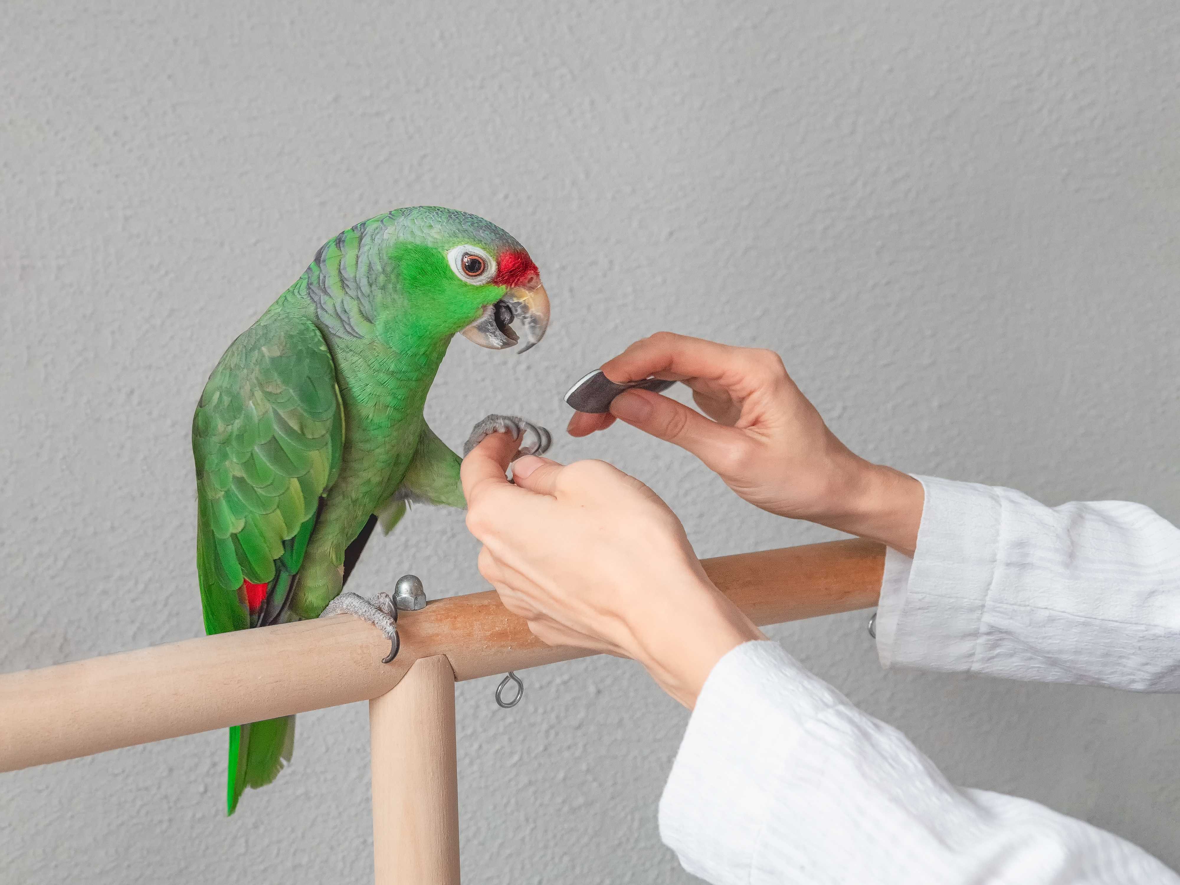 Especialista em Aves Landing Image